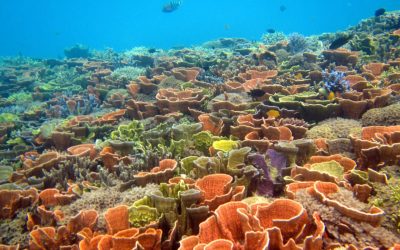 Spot snorkeling terbaik di Karimunjawa
