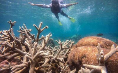 Kenapa Open Trip Karimunjawa Jadi Pilihan Favorit Traveler Indonesia?