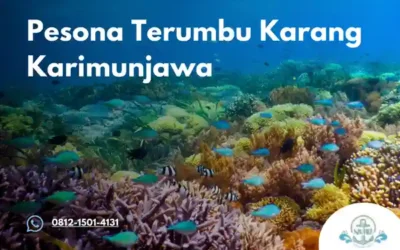 Pesona Terumbu Karang Karimunjawa: Mengintip Istana Bawah Laut