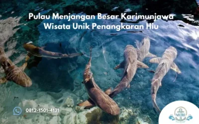Pulau Menjangan Besar Karimunjawa Wisata Unik Penangkaran Hiu