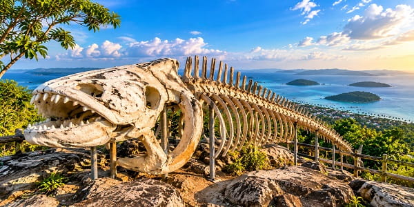 Kerangka ikan raksasa di Bukit Joko Tuo Karimunjawa