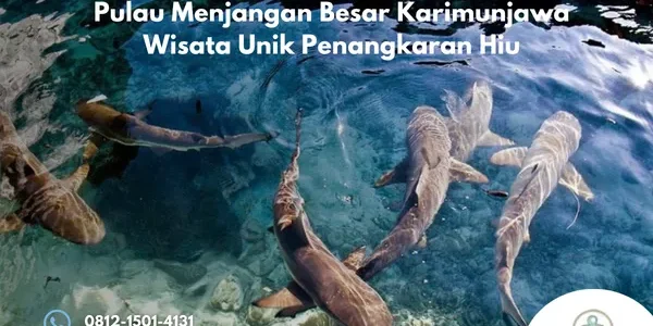 Pulau Menjangan Besar Karimunjawa Wisata Unik Penangkaran Hiu