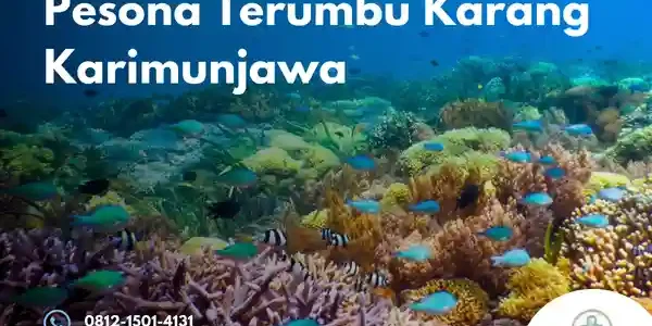 terumbu karang karimunjawa